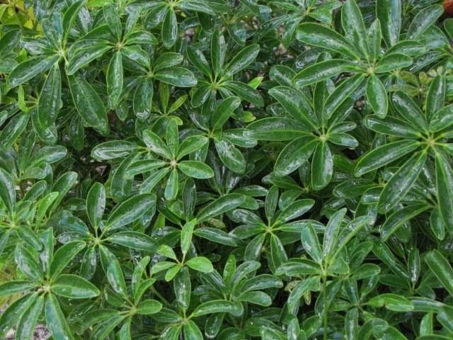 como cuidarla schefflera arboricola Cheflera