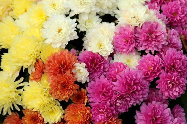 Crisantemo - Chrysanthemum grandiflorum