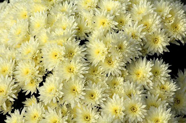 Crisantemo - Chrysanthemum grandiflorum - El Nou Garden