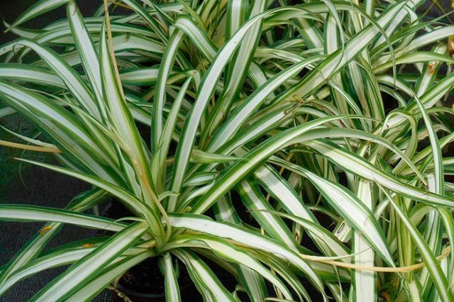 chlorophytum comosum nombre comun Cinta