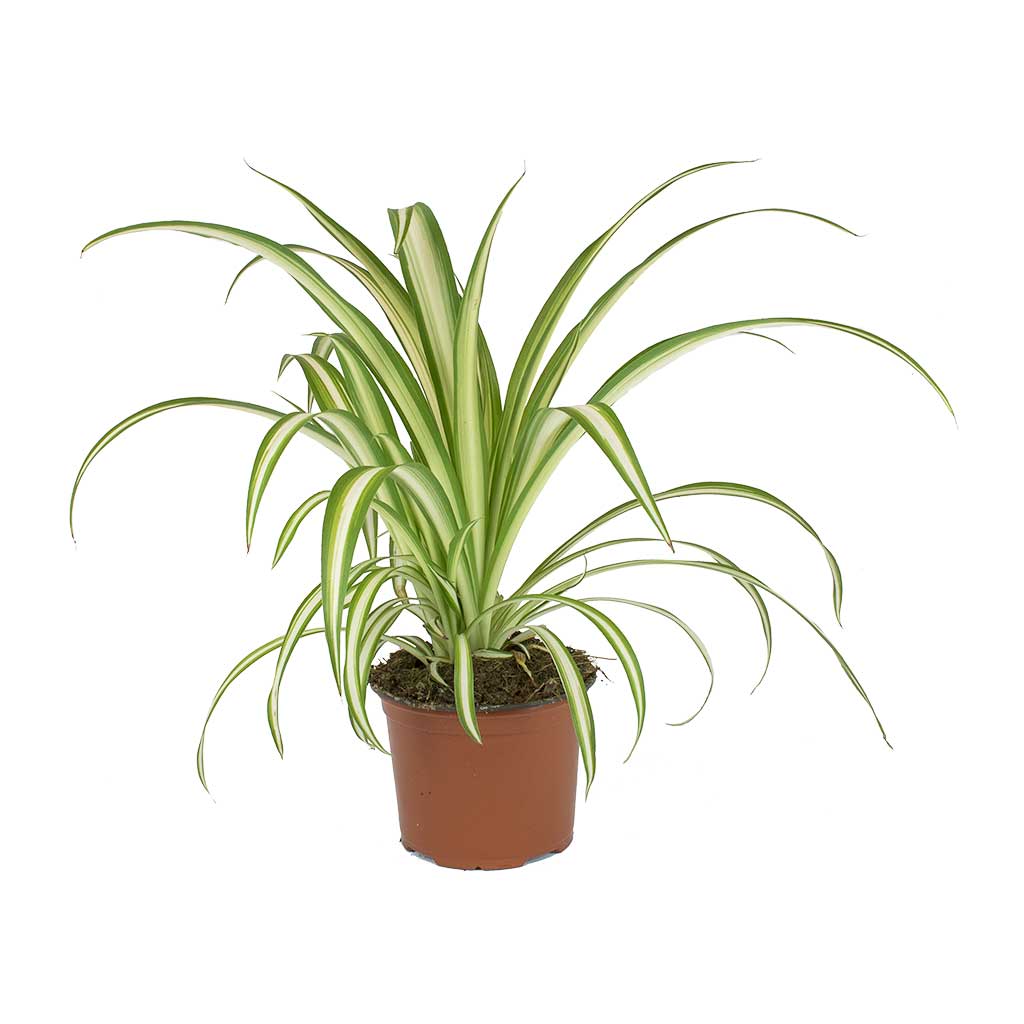 chlorophytum comosum nombre científico Cinta