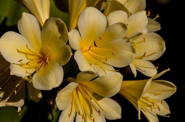 Clivia amarilla - Clivia miniata - El Nou Garden