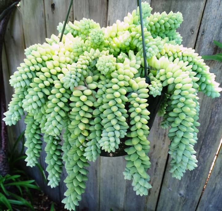 cola de burro succulent Cola de burro
