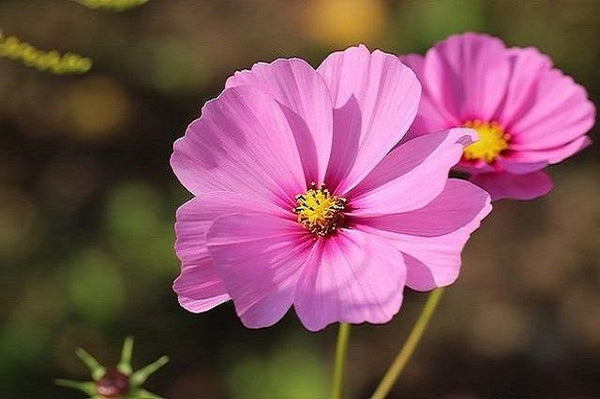 Cosmos - Cosmos bipinnatus