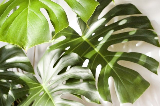 monstera deliciosa costilla de adán Costilla de Adán