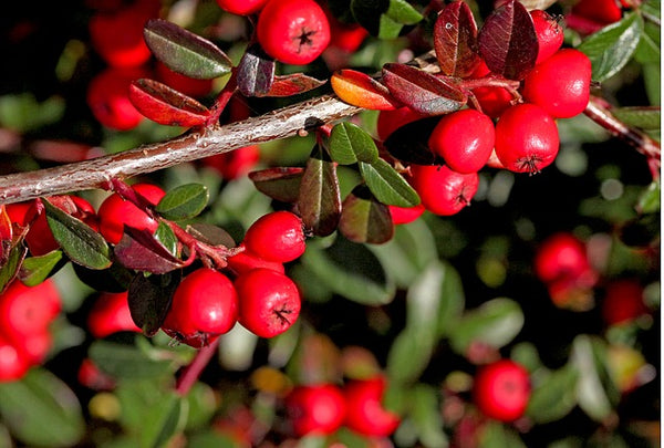 Cotoneaster - Cotoneaster horizontalis - Griñolera