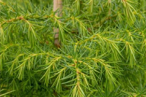 Sugi Elegans - Cryptomeria japonica