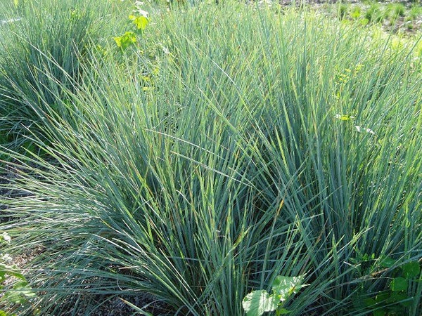Junco Effussus - Juncus effussus