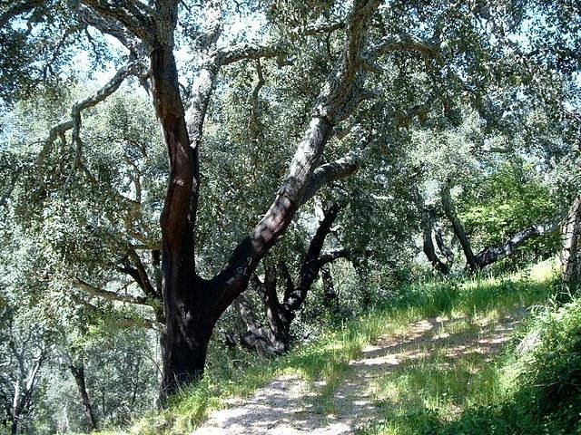 Alcornoque - Quercus suber - El Nou Garden