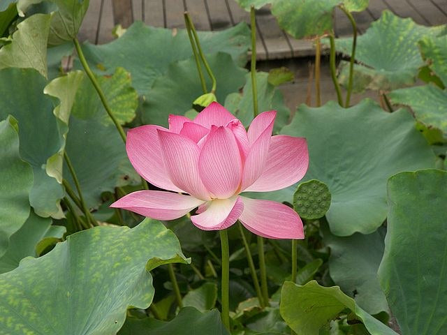 Flor de loto - Nelumbo nucifera – El Nou Garden