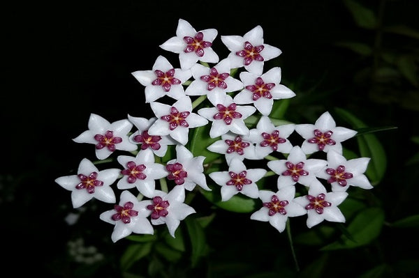 Flor de cera - Hoya carnosa