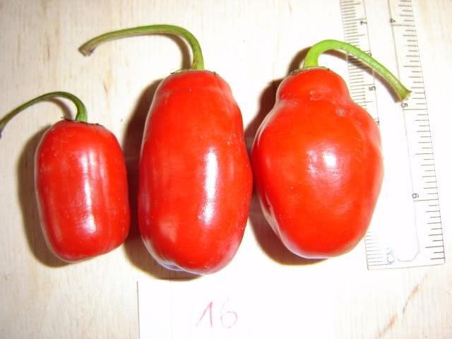 Chile Big Red manzano - Capsicum pubescens - Semillas naturales - El Nou Garden