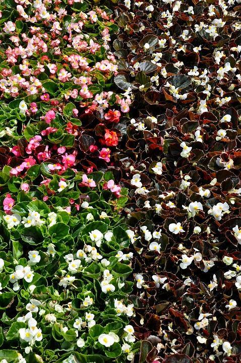 Begonia - Begonia semperflorens - El Nou Garden