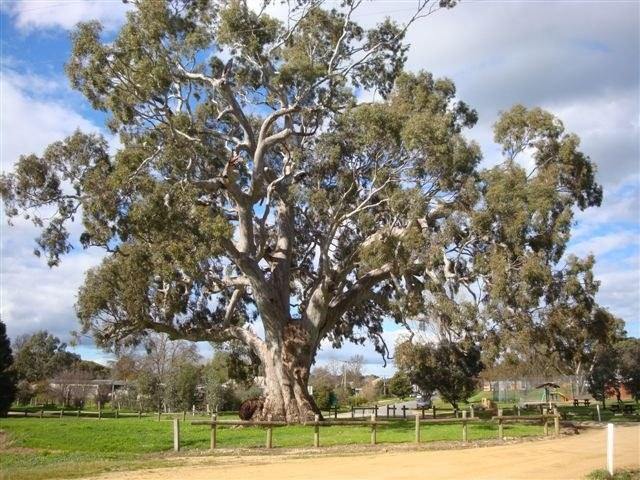 Eucalipto rojo Rostrata - Eucalyptus camaldulensis Rostrata - Eucalipto de hoja estrecha Rostrata - El Nou Garden