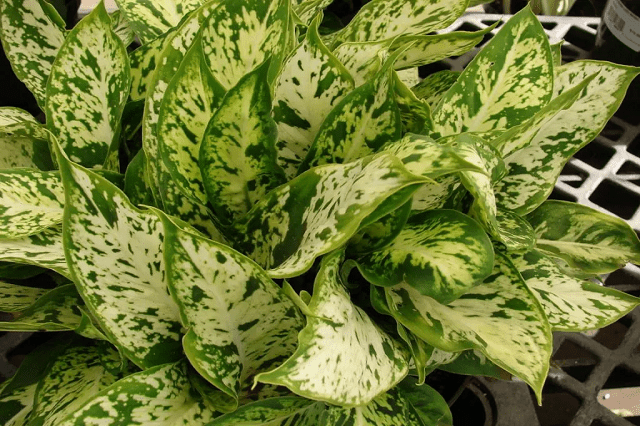 dieffenbachia español Diefembaquia Exotica