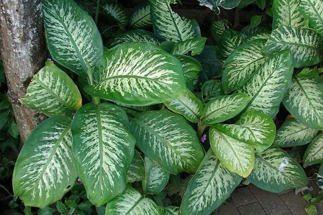 dieffenbachia nombre comun Diefembaquia Exotica