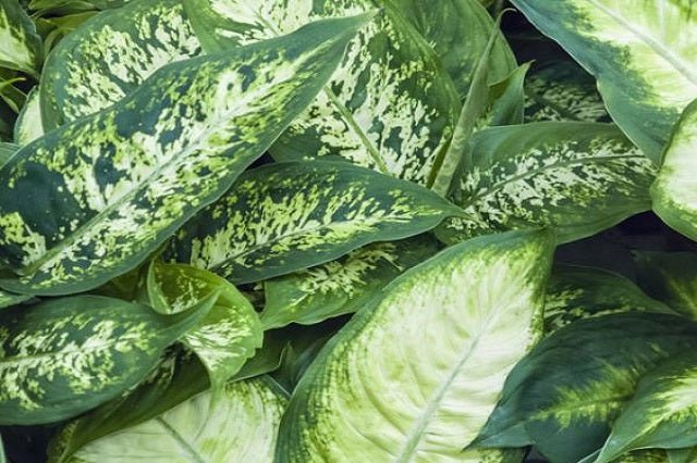 dieffenbachia en español Diefembaquia Mix
