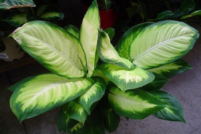 dieffenbachia beneficios Diefembaquia Tropic Marianne