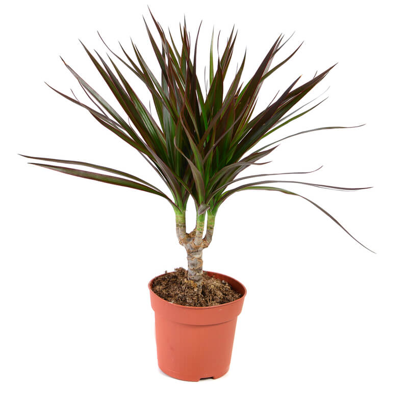 dracaena hojas secas Drácena de hoja fina