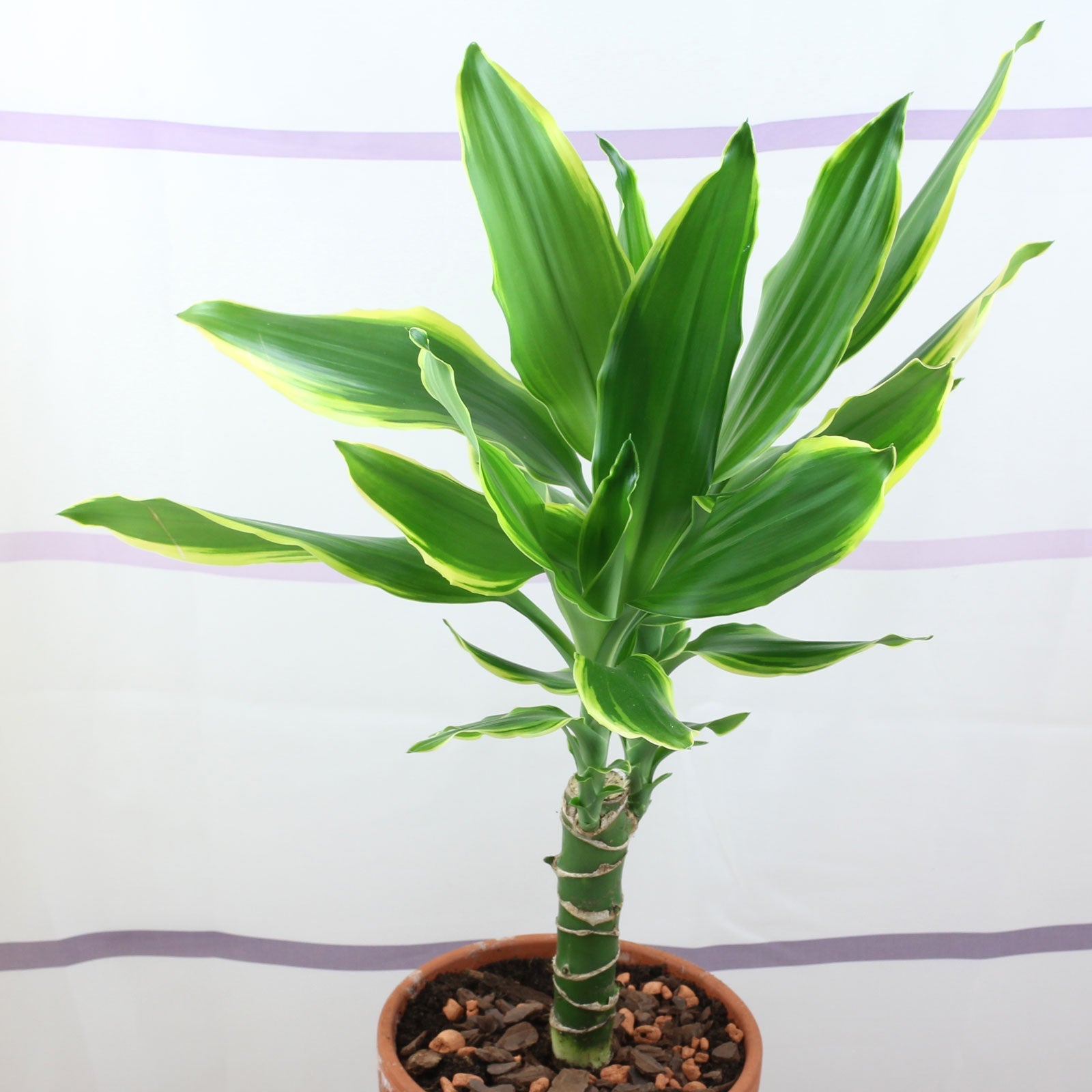 dracaena golden cuidados Drácena Gold Coast