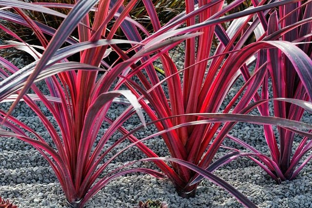 dracaena pink passion Drácena indivisa Pink passion cherry - Dracaena indivisa