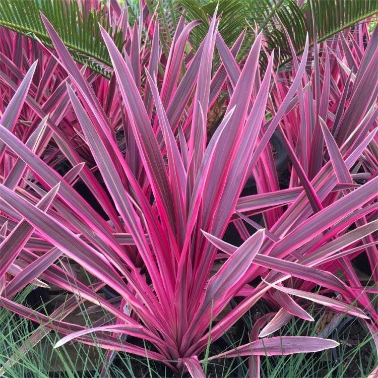dracaena indivisa cordyline Drácena indivisa Pink passion cherry - Dracaena indivisa