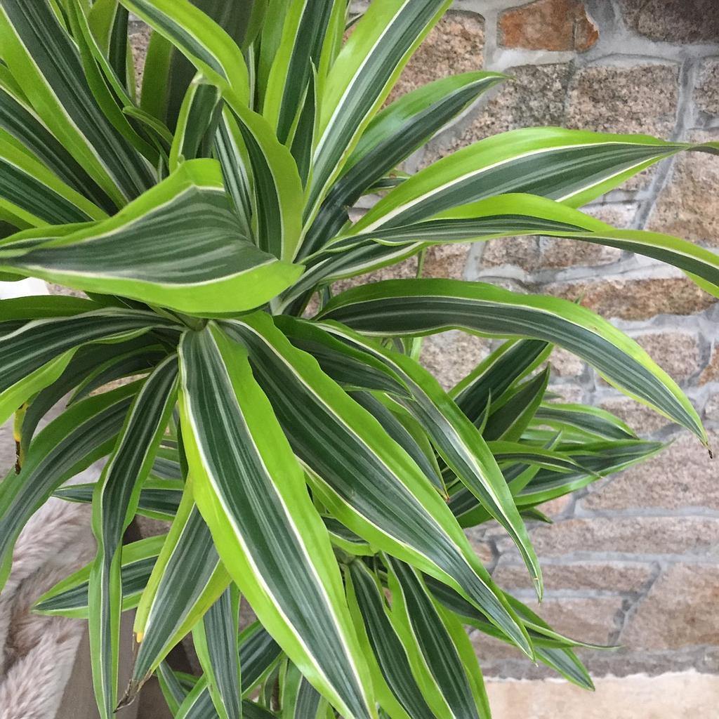 dracaena lemon cuidados Drácena limón