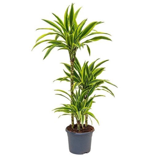dracaena en español Drácena limón