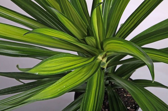 dracaena fragrans riki Drácena Ricky