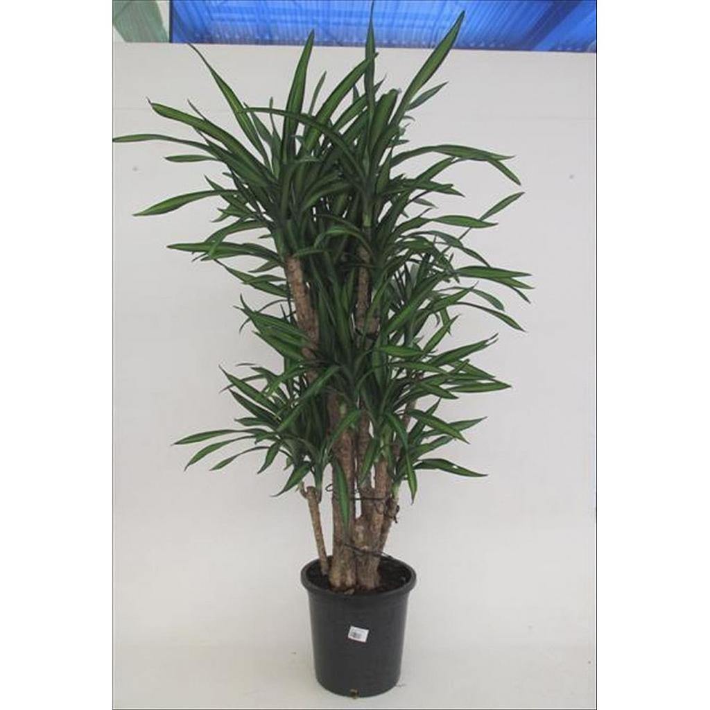 kaktus säule Cereus repandus inermis