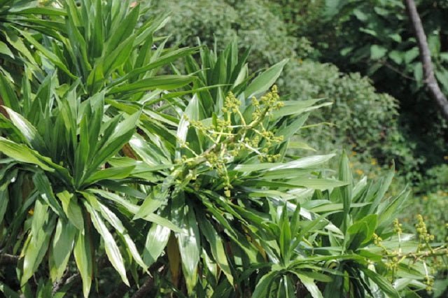 dracaena en español Drácena Steudneri