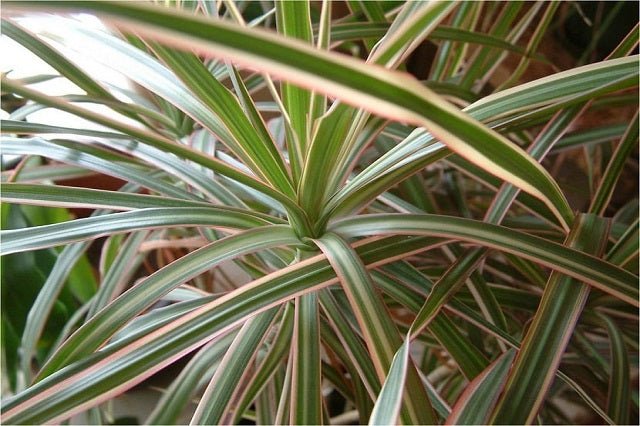 dracaena cincta Drácena Tricolor