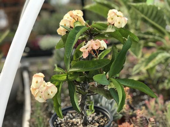 Corona de Cristo Lomi - Euphorbia milii - El Nou Garden