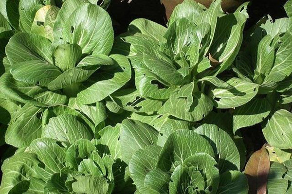 Col china - Brassica rapa pekinensis - Semillas naturales