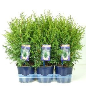 Enebro común Hibernica - Juniperus communis - El Nou Garden