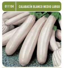 Calabacín blanco medio largo - Semillas - Batlle - El Nou Garden