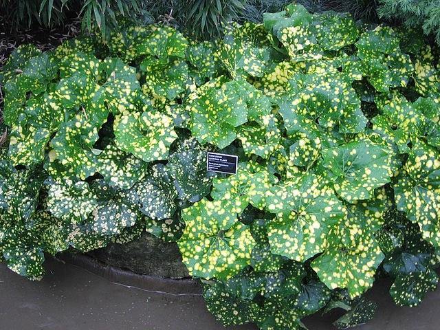 Boina de vasco aureovariegada - Farfugium japonicum aureomaculatum - El Nou Garden
