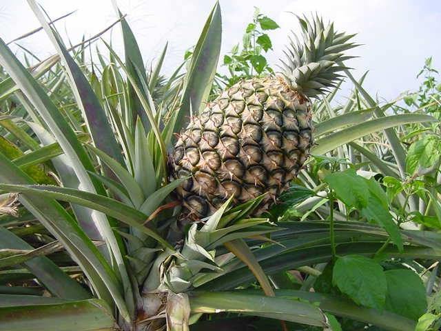 Ananas - Piña Tropical Baby - Ananas comosus - El Nou Garden