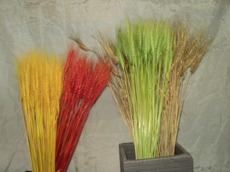 Espigas trigo natural color secas – El Nou Garden