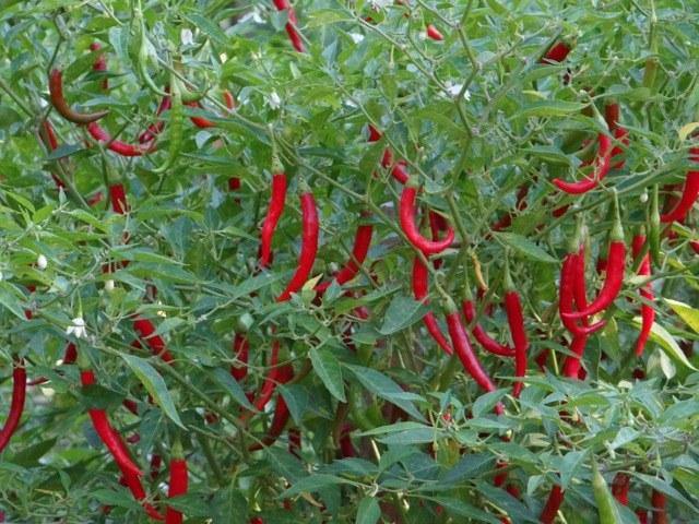 Chile Thai Ladyfinger - Capsicum annuum - Semillas naturales - El Nou Garden