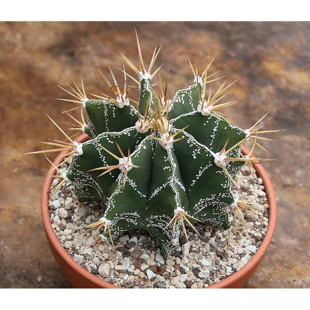 Cactus estrella - Astrophytum ornatum - El Nou Garden