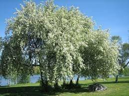 Cerezo de racimos - Prunus padus - El Nou Garden