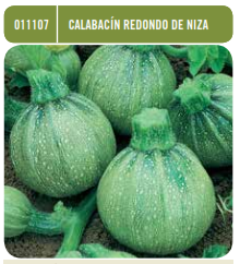 Calabacín redondo de Niza - Semillas - Batlle - El Nou Garden