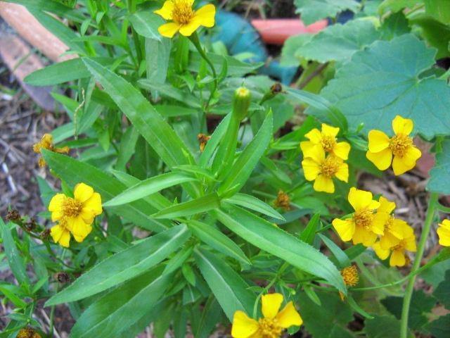 Estragón - Artemisia dracunculus - El Nou Garden