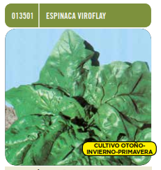 Espinaca viroflay - Spinacia oleracea - Semillas - Batlle - El Nou Garden