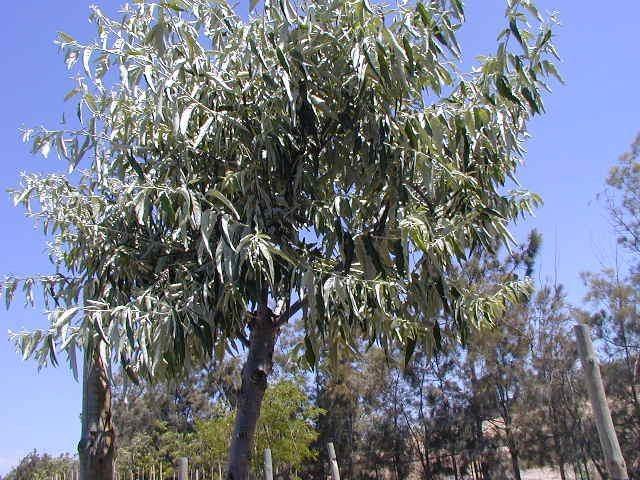 Arbol del paraíso - Elaeagnus angustifolia - El Nou Garden