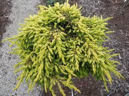 Enebro común Goldschatz - Juniperus communis - El Nou Garden