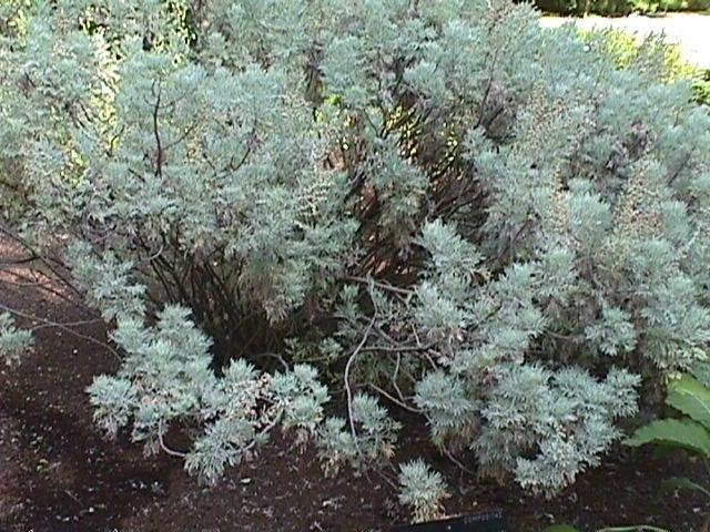 Abrótano - Artemisia arborescens - El Nou Garden
