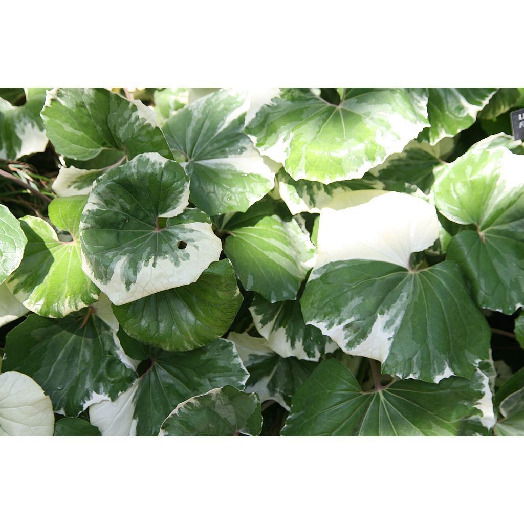 Boina de vasco variegada - Farfugium japonicum argenteum - Argentea variegata - El Nou Garden