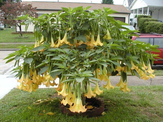 Datura amarilla - Datura suaveolens - Trompetero amarillo - El Nou Garden